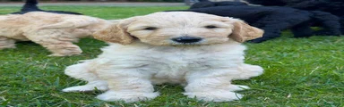 Labradoodle beige
