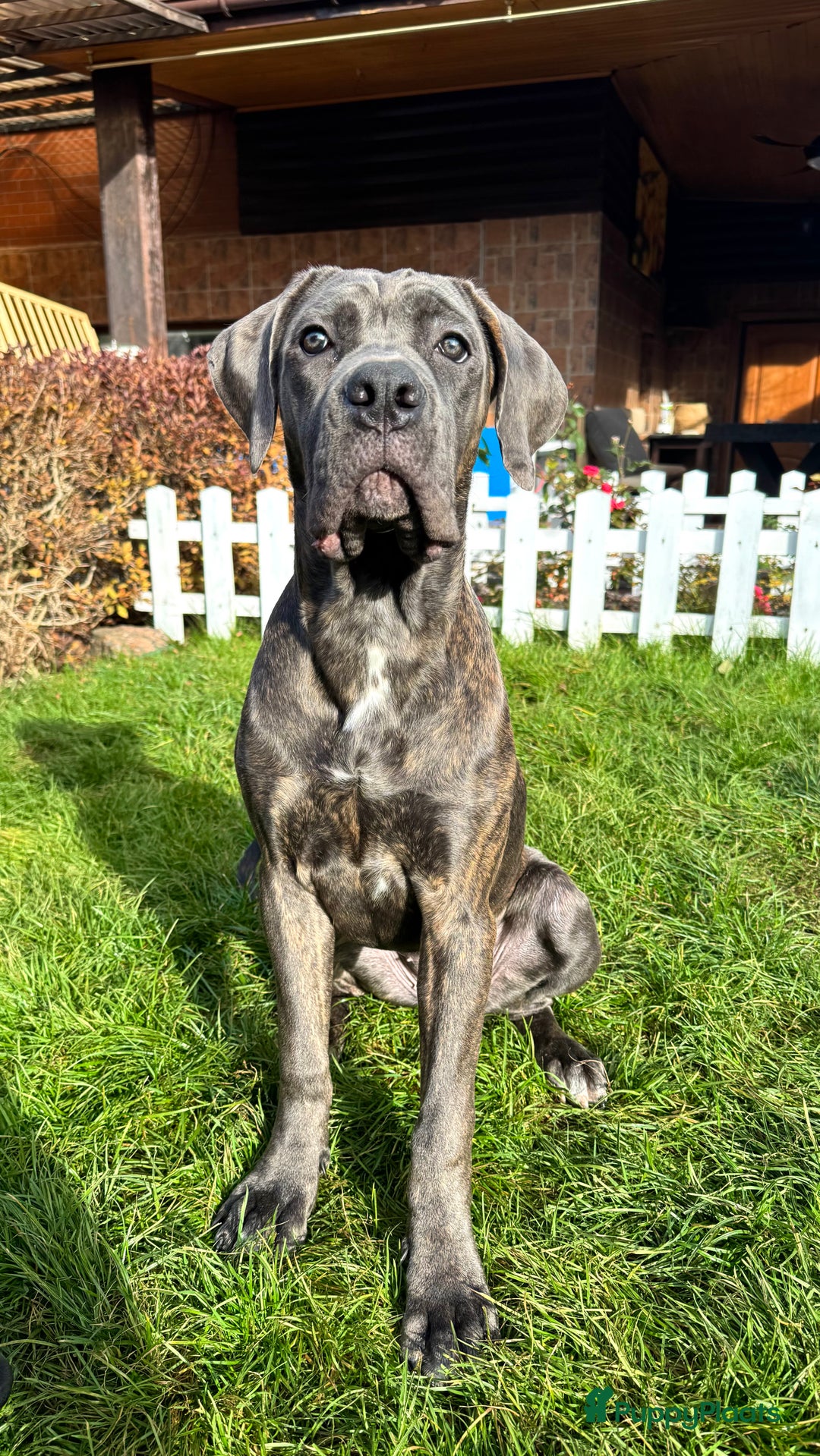 Cane Corso honden te koop: Trained Cane Corso puppies - Advertentie 5
