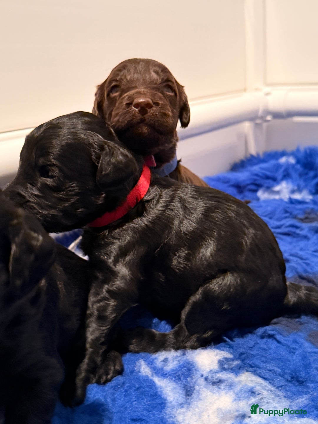 Kruising honden te koop: Goldendoodle/labradoodle  - Advertentie 15