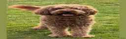 Australian Labradoodle honden te koop: Geweldige Australian Labradoodle Pups M/L ❤️❤️💙 - Advertentie 13