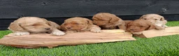 Labradoodle honden te koop: Super schattige labradoodle pups te koop! - Advertentie 1