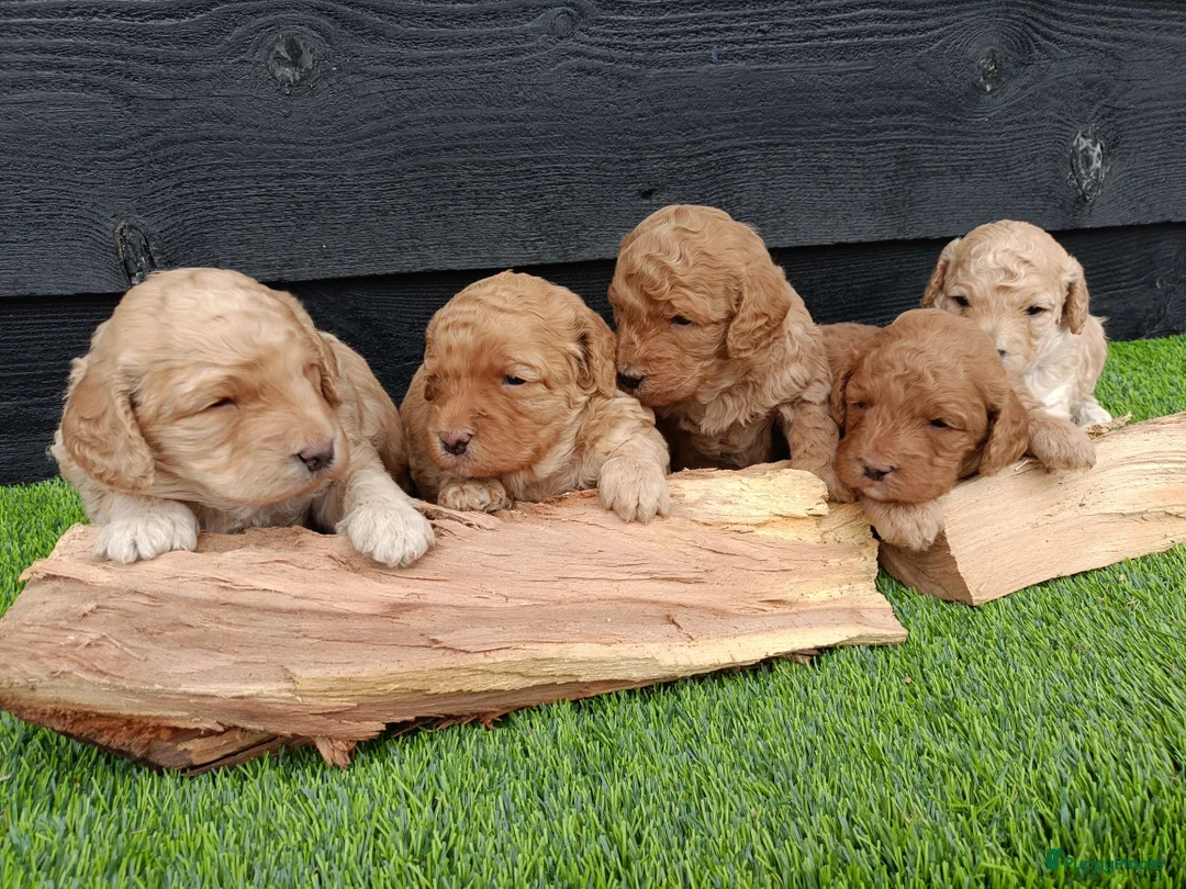 Labradoodle honden te koop: Super schattige labradoodle pups te koop! - Advertentie 1