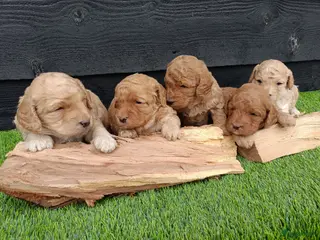 Labradoodle honden Super schattige labradoodle pups te koop! - Advertentie 4