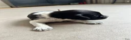 Nederlandse Schapendoes honden te koop: Prachtige schapendoesjes - Advertentie 10