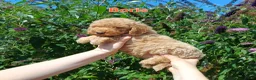 Labradoodle honden te koop: Direct beschikbaar 2 prachtige labradoodle reutjes - Advertentie 21
