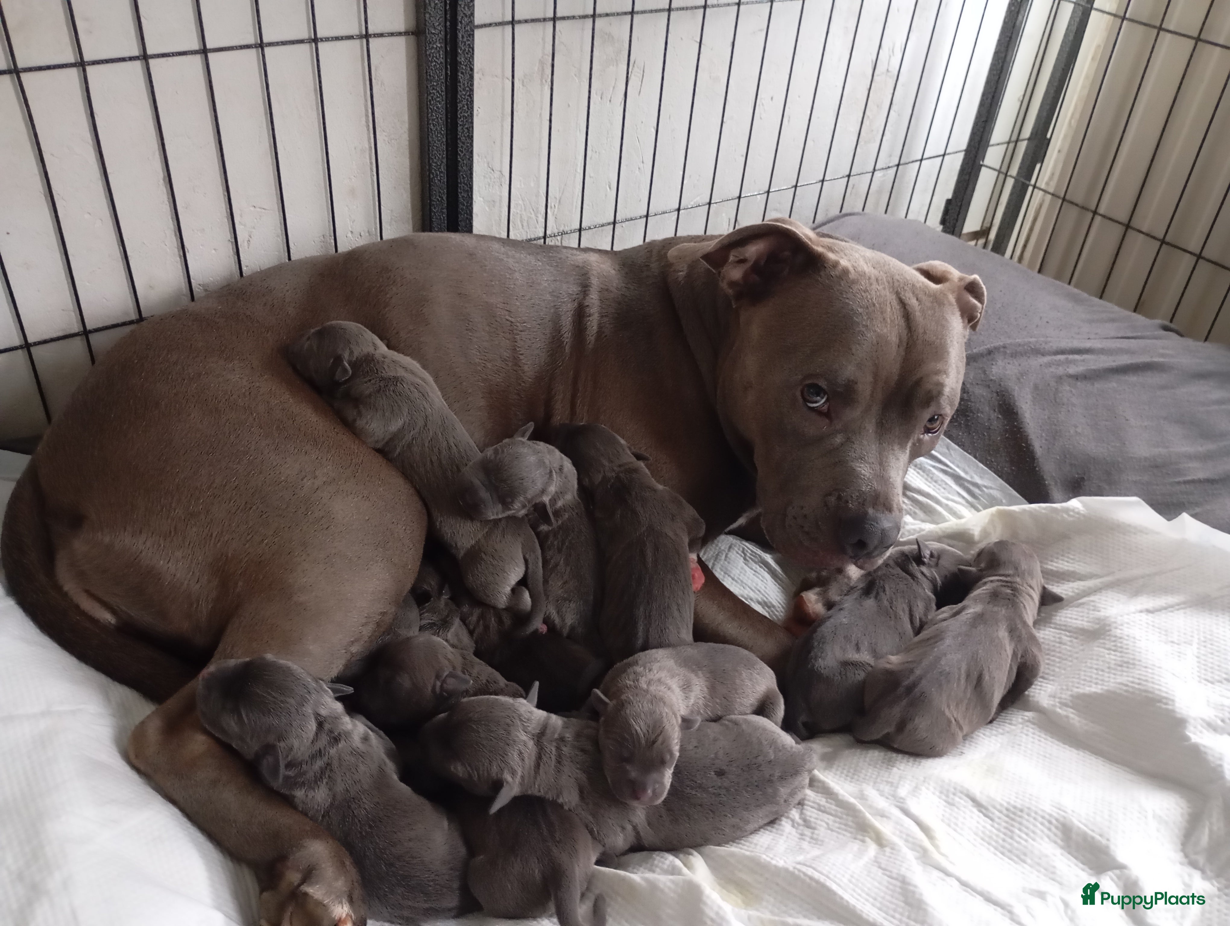 Pitbull Terriër honden Prachtige puppy's  - Advertentie 1