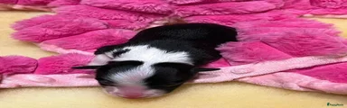 Border Collie 6