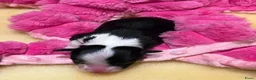 Border Collie honden te koop: FCI stamboom Border Collie pups - Advertentie 8