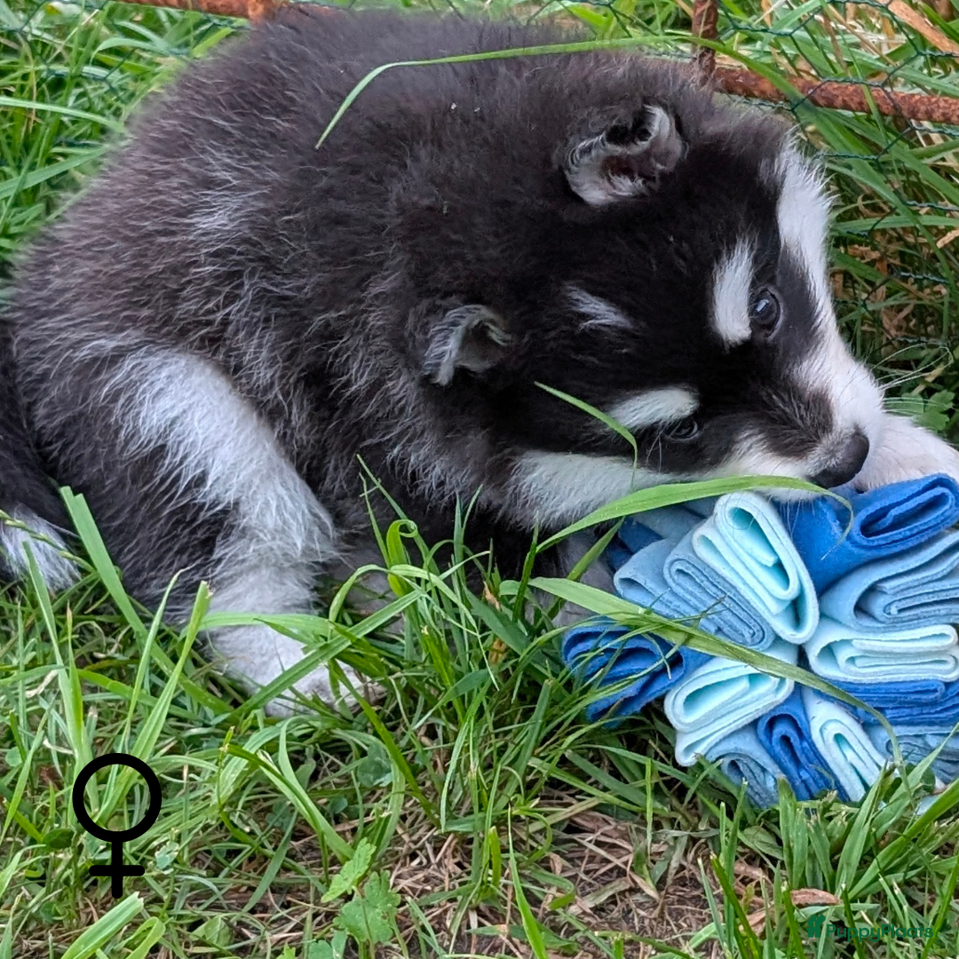 Pomsky honden te koop: Prachtige pomskypups  - Afbeelding 4