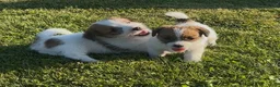 Jack Russel Terriër honden te koop: Twee reutjes beschikbaar  - Advertentie 1
