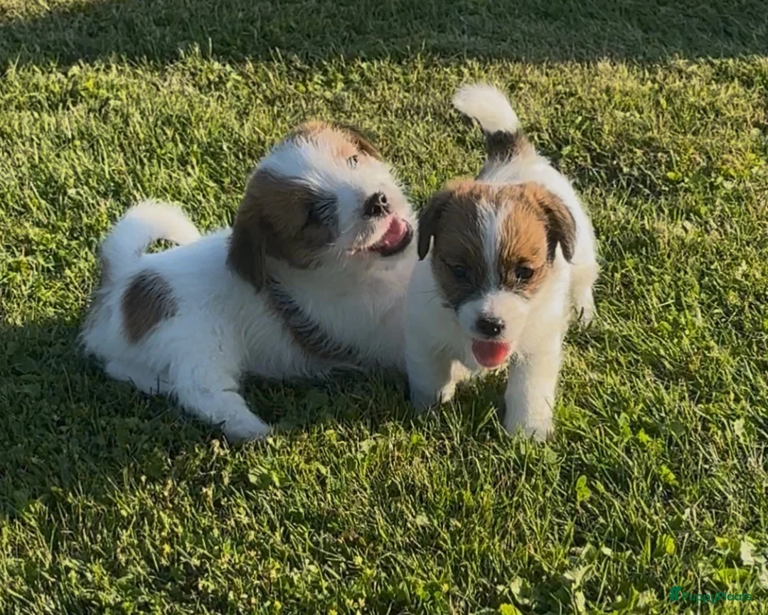 Jack Russel Terriër honden te koop: Twee reutjes beschikbaar  - Advertentie 1