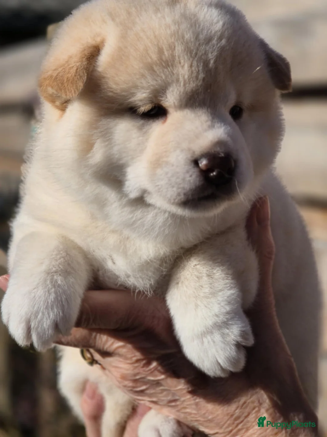 Shiba honden te koop: Shiba pups met stamboom - Advertentie 2