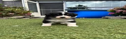 Australian Shepherd honden te koop: Lieve Australian Shepherd pups - Advertentie 20