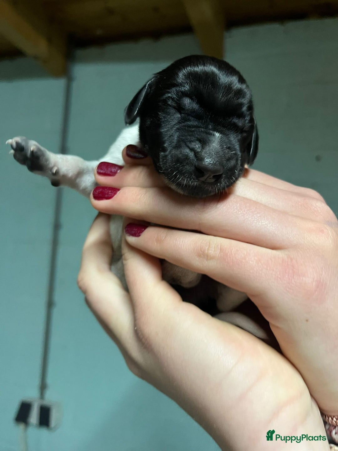 Duitse Staande Hond Korthaar honden te koop: Duitse Staande Korthaar puppy's met stamboom - Advertentie 3