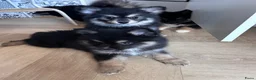 Pomsky honden te koop: 6 pomskys - Advertentie 8