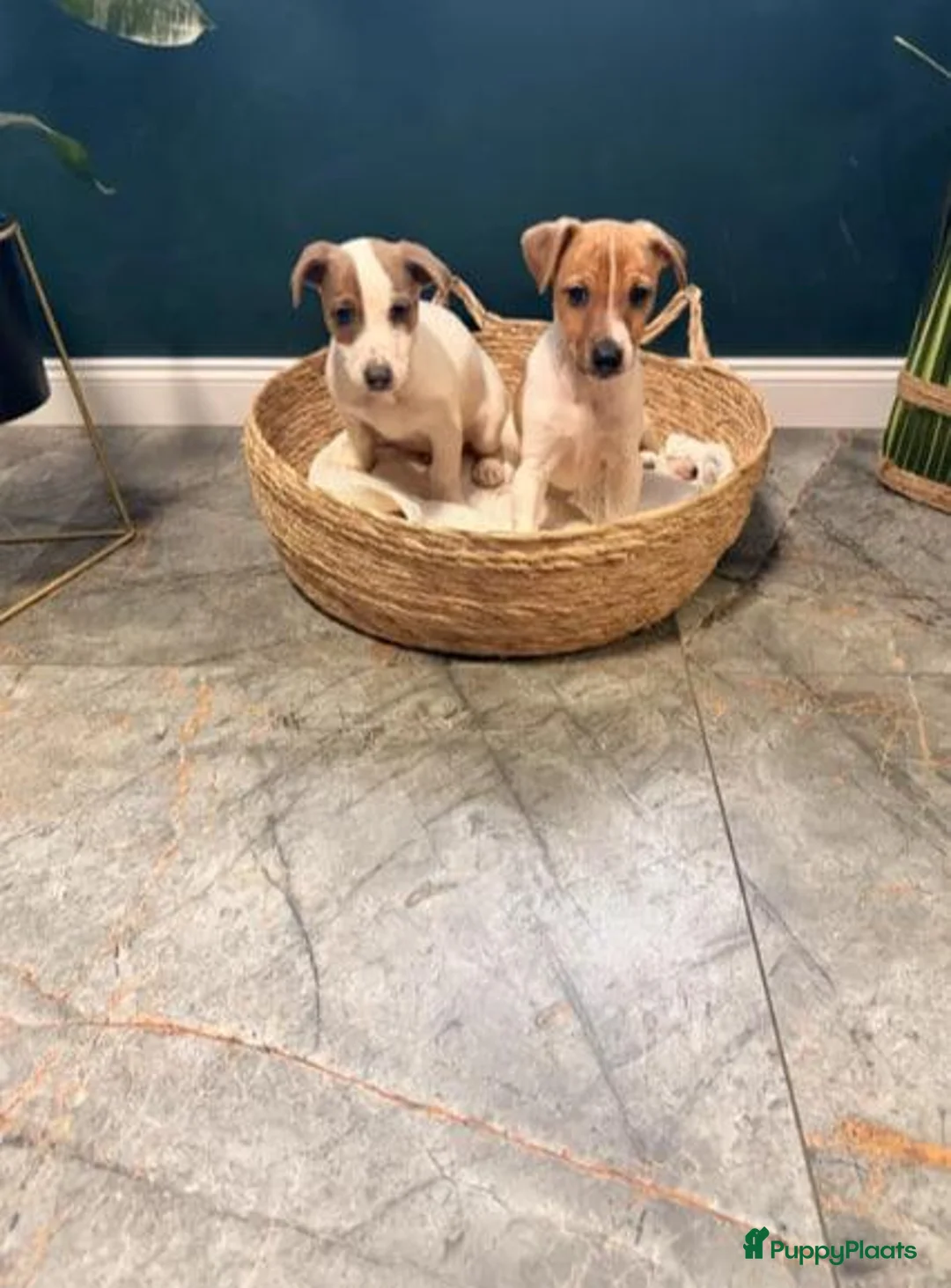 Jack Russel Terriër honden te koop: Jack Russell pups zoeken  - Advertentie 2