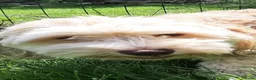 Havanezer honden te koop:  1 bruin/zwart/wit teefje beschikbaar fci stamboom - Advertentie 4