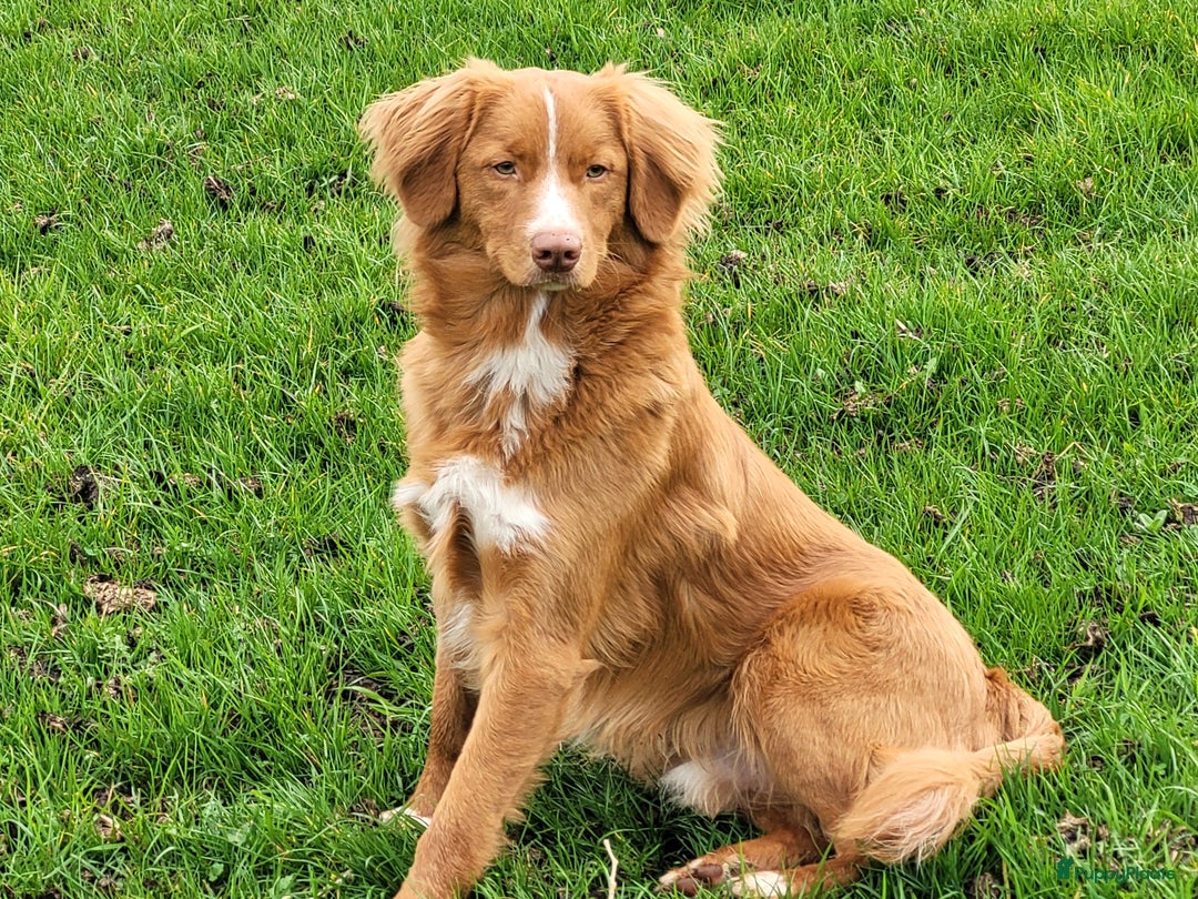 Nova Scotia Duck Tolling Retriever honden ter dekking: Nova scotia duck tolling retriever reu ter dekking in Heerewaarden - Afbeelding 3