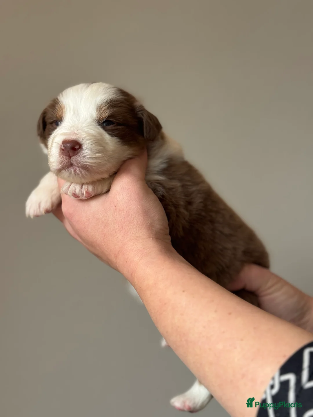 Australian Shepherd honden te koop: Australian shepherd pups puppy - Advertentie 15