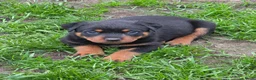Rottweiler honden te koop: Prachtig mooie Rotweiler pups te koop! - Advertentie 16