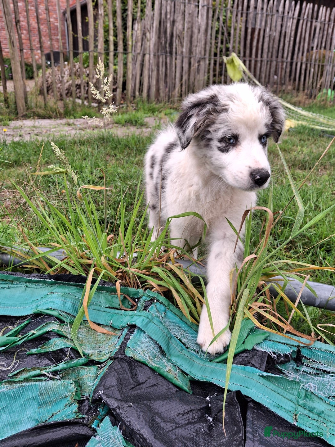Australian Shepherd honden te koop: Raszuivere Australian Shepherd op de boerderij - Afbeelding 7