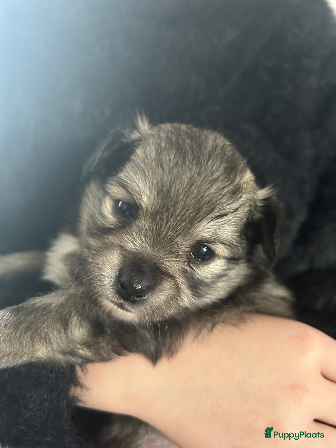 Pomchi honden te koop: Pomchi reutje - Advertentie 17