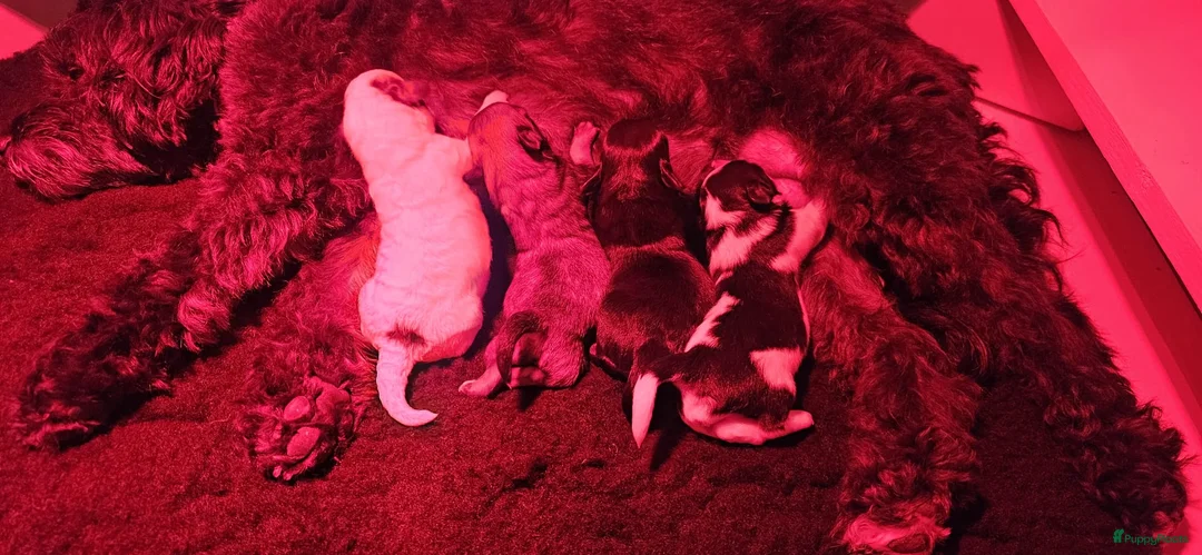 Maltipoo honden te koop: Prachtige Maltipoo pups - Huiskamernestje - Advertentie 8