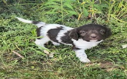 Heidewachtel honden te koop: Prachtige HeideDoodle pups in Mierlo - Afbeelding 6