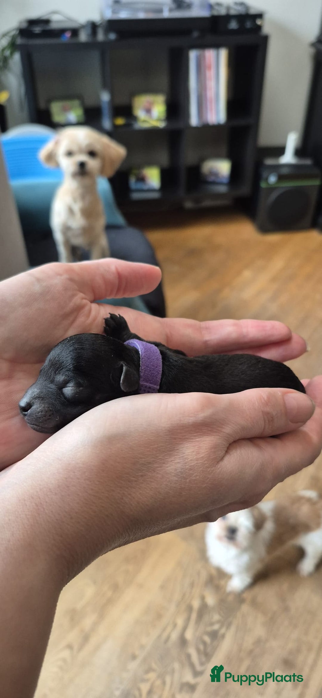 Poedel Toy honden te koop: Prachtige toypoedel pups teefjes - Advertentie 7