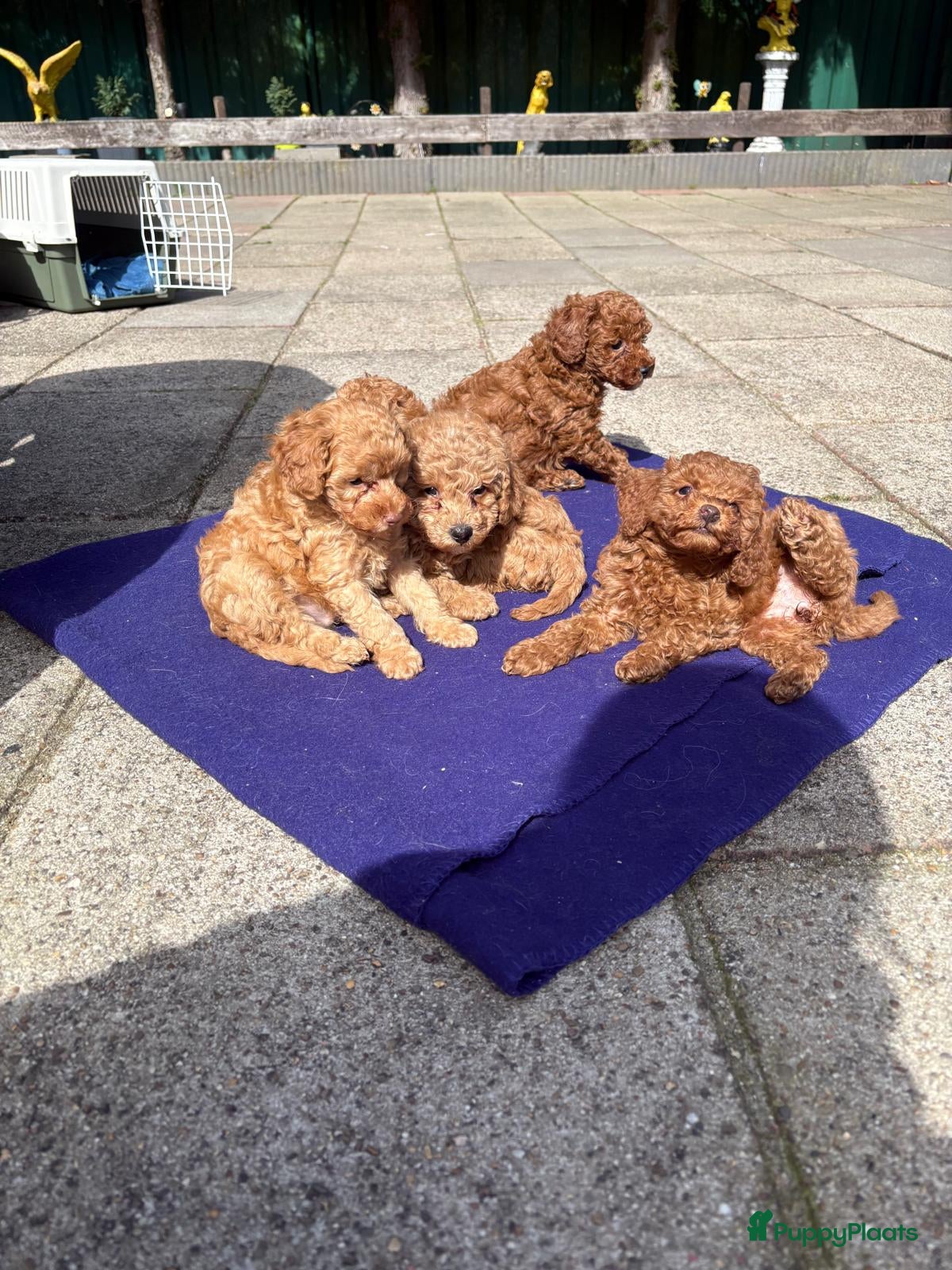 Labradoodle honden Prachtige Labradoodle pups - Advertentie 2