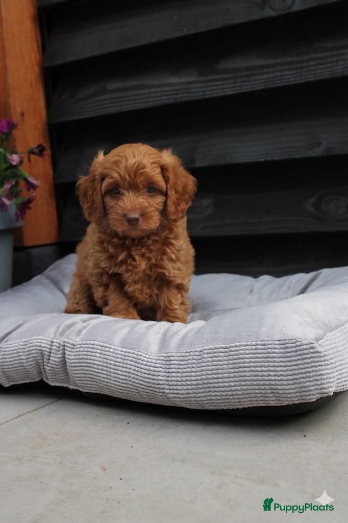 Maltipoo honden Prachtige Maltipoo pups (nog 1 pup beschikbaar) - Advertentie 1