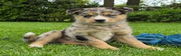 Kruising honden te koop: Mini Australian shepherd pup reutje  - Advertentie 25