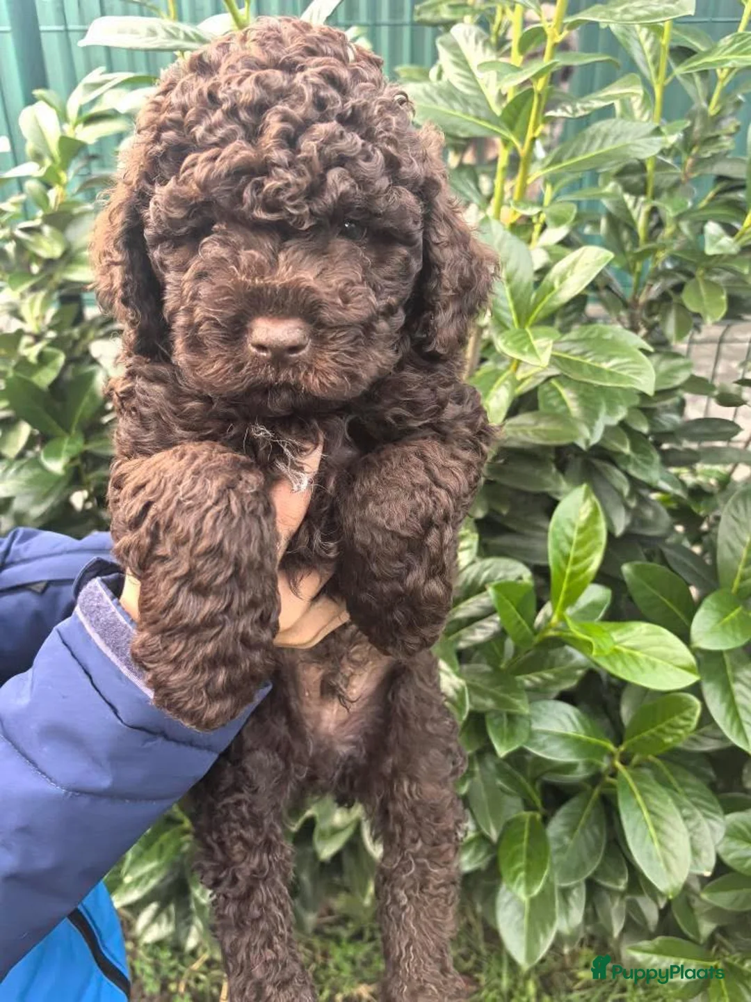 Lagotto Romagnolo honden te koop: Lagotto Romagnolo pups - Advertentie 7