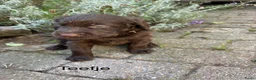 Labradoodle honden te koop: Prachtige chocoladebruine Labradoodle F1 pups  - Advertentie 4