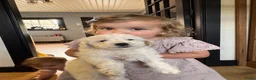 Kruising honden te koop: Labradoodle pups mini - Advertentie 6