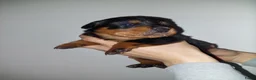 Rottweiler honden te koop: Rottweiler pup 1 teefje nog beschikbaar  - Advertentie 6