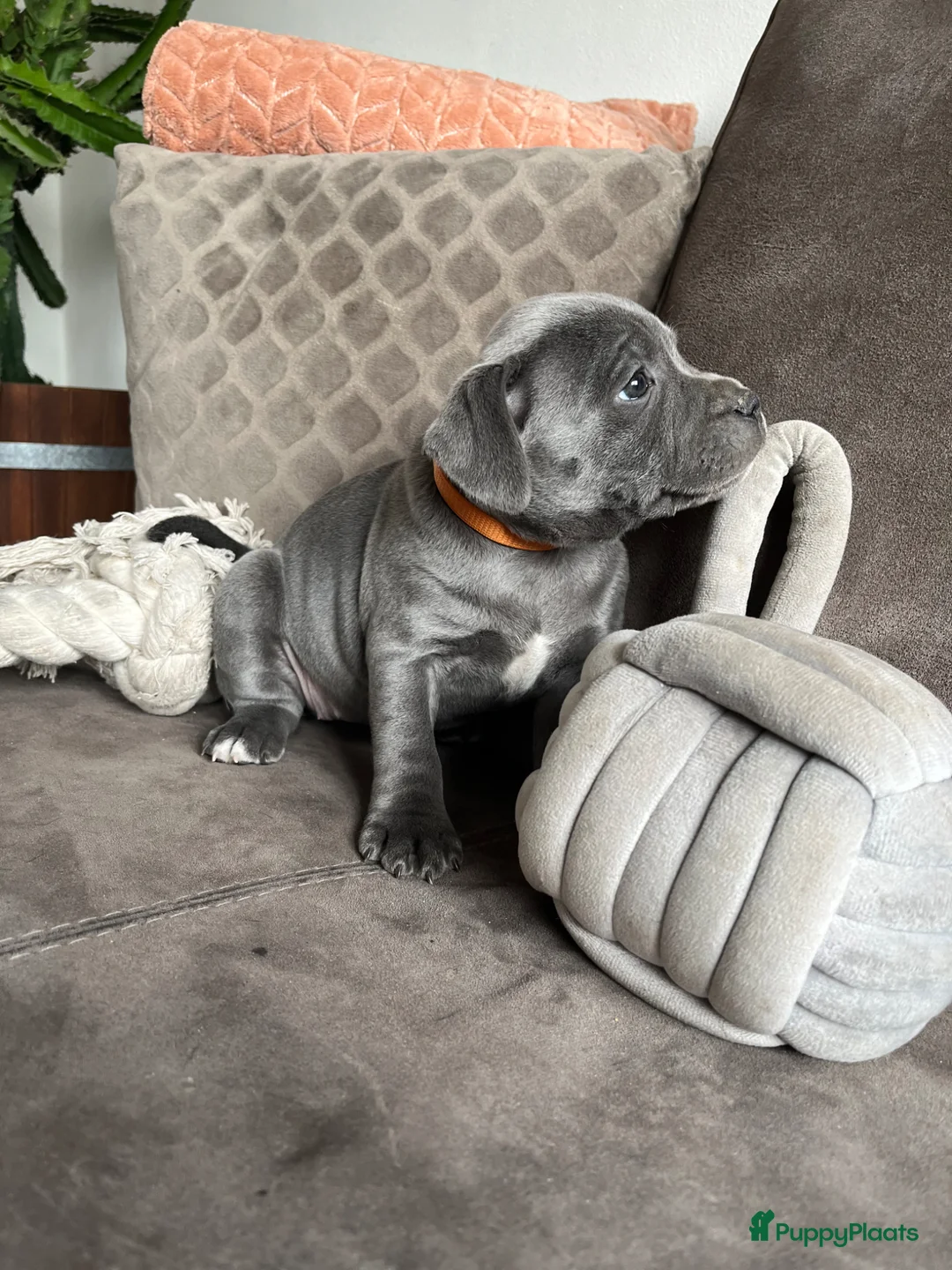 Engelse Stafford honden te koop: Engelse Stafford pups (Staffordshire bull terriër) - Advertentie 17