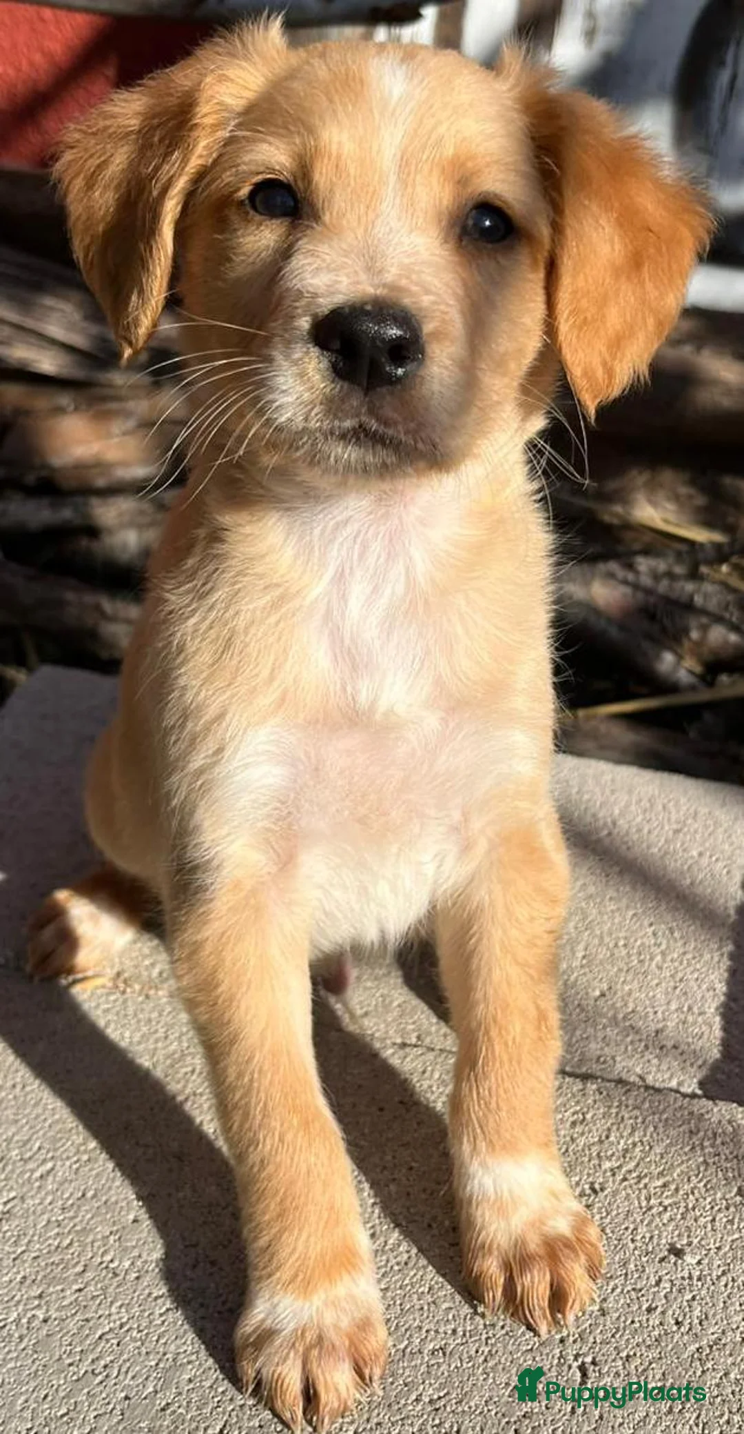 Kruising honden ter adoptie: zimba zit op jouw te wachten  - Advertentie 1