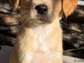 Kruising honden zimba zit op jouw te wachten - Advertentie 6