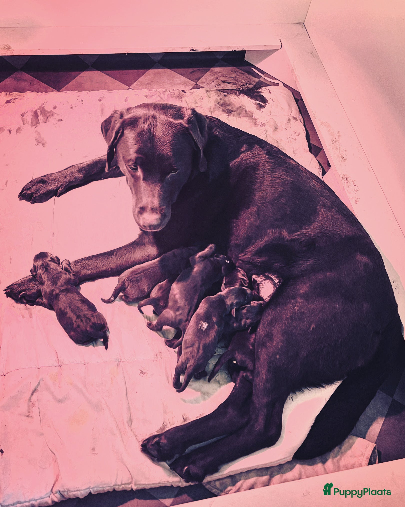 Labrador Retriever honden Bruine pups met stamboom, 7-4-2026 geboren.  - Advertentie 2