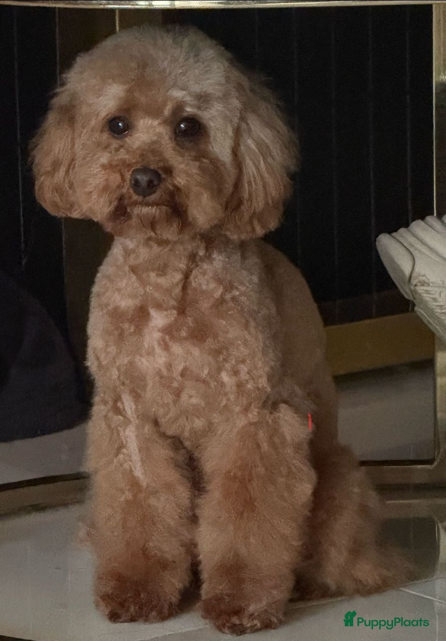 Poedel Toy honden toypoedel teefje zoekt warm thuis - Advertentie 1