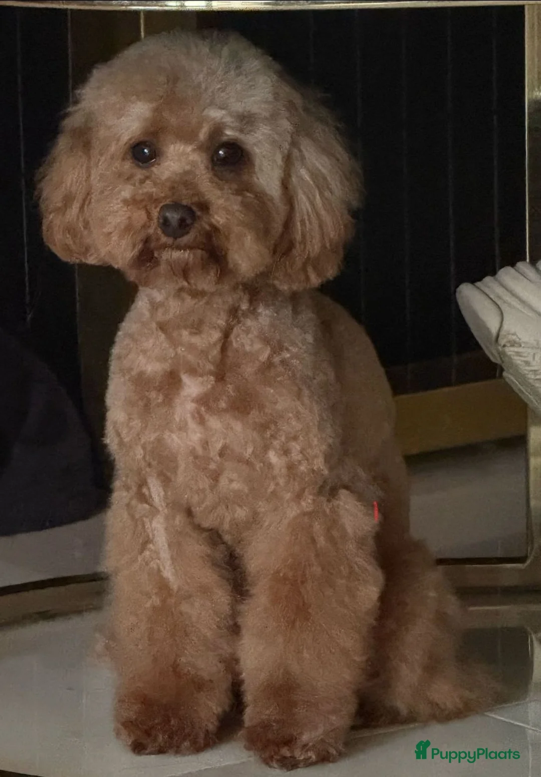 Poedel Toy honden te koop: toypoedel teefje zoekt warm thuis - Advertentie 1