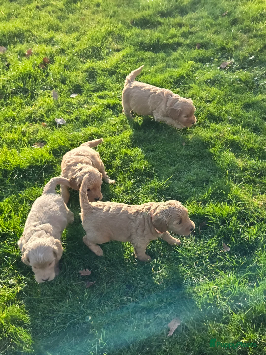 Kruising honden te koop: Labradoodle x Goldendoodle pups - Advertentie 25