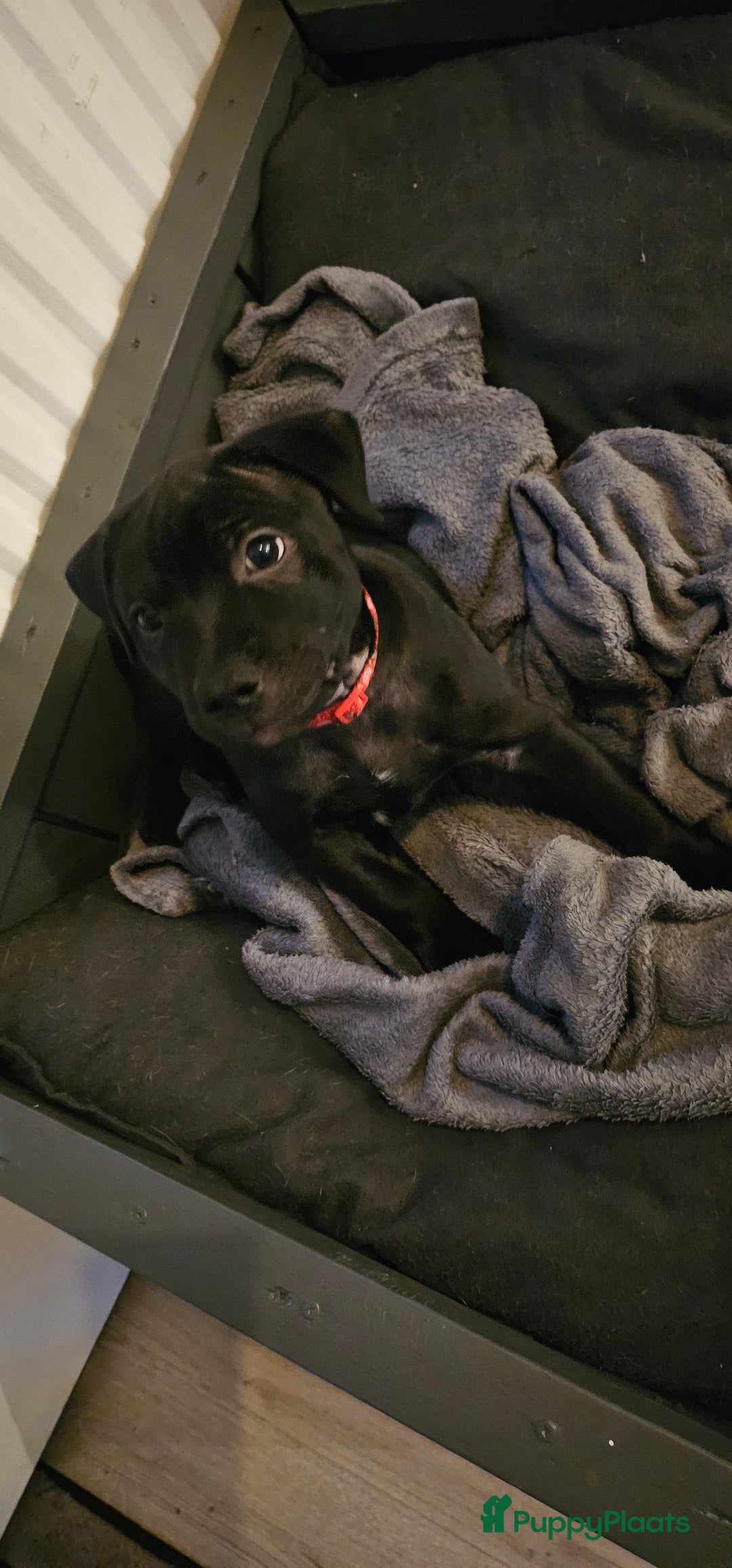 Engelse Stafford honden te koop: Engelse Staffordshire Bull terrier, Laatse Pup! - Advertentie 2