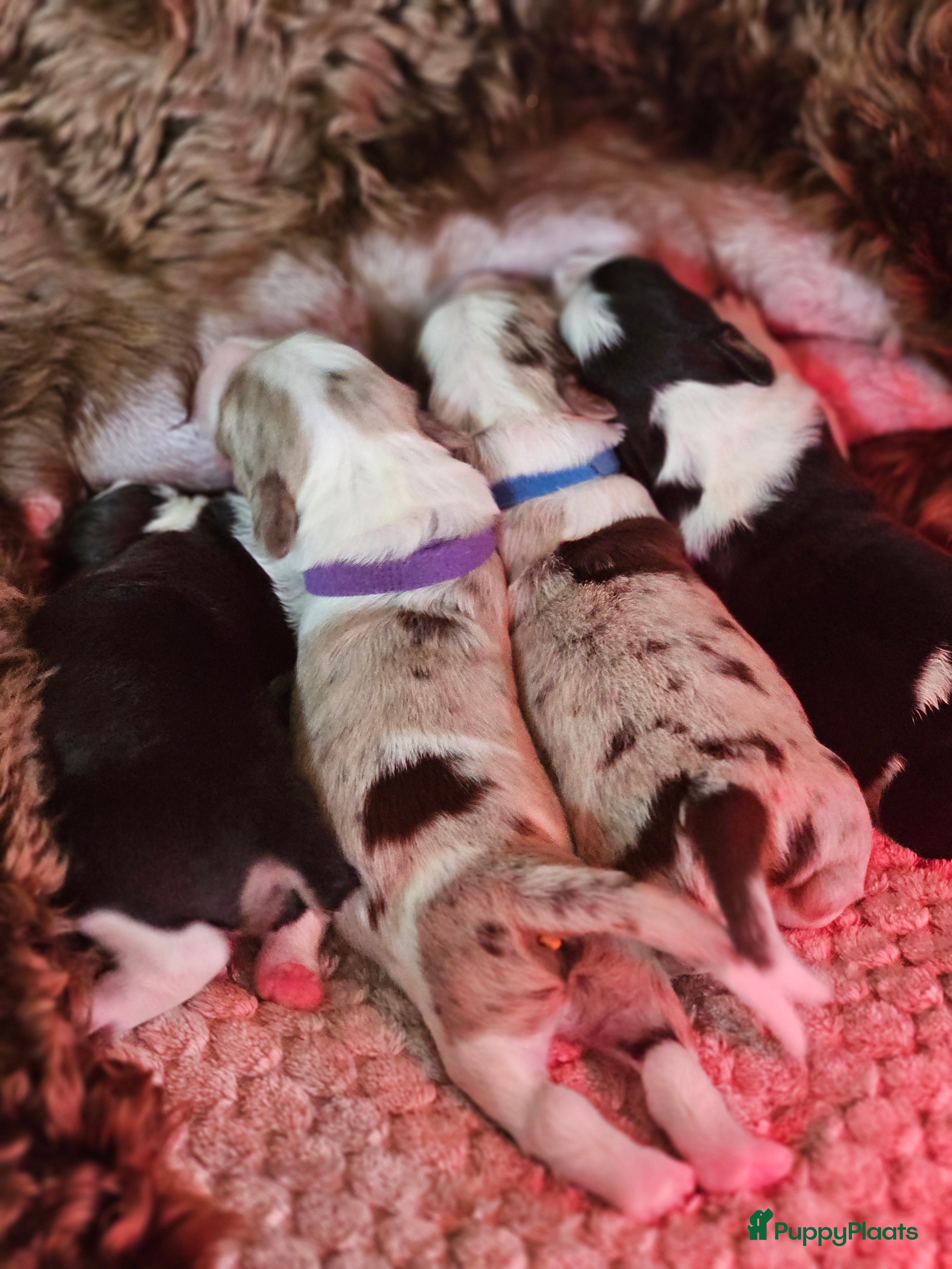 Kruising honden Aussidoodle pups - Advertentie 4