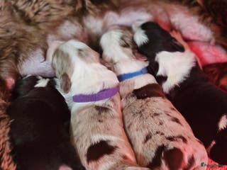 Kruising honden Aussidoodle pups - Advertentie 12