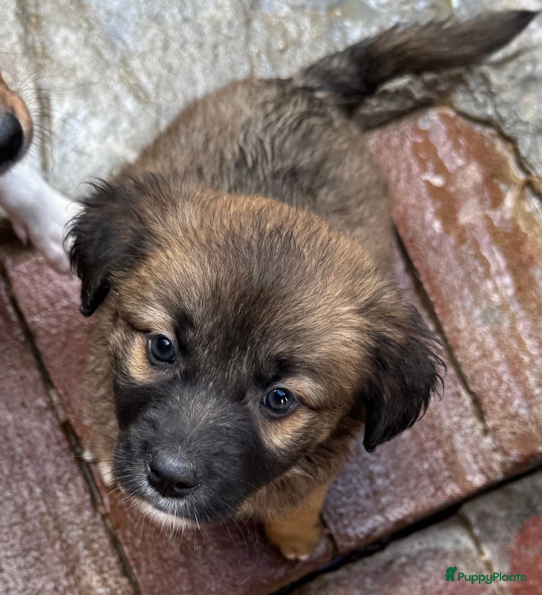 Kruising honden ter adoptie: jongen Eliot  zoekt een gouden mandje  - Advertentie 9