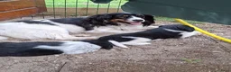 Kruising honden te koop: Lieve puppy's  in Hazerswoude-Dorp - Advertentie 3