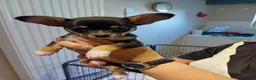 Chihuahua honden te koop: Prachtige kortharige chihuahuapups - Advertentie 8