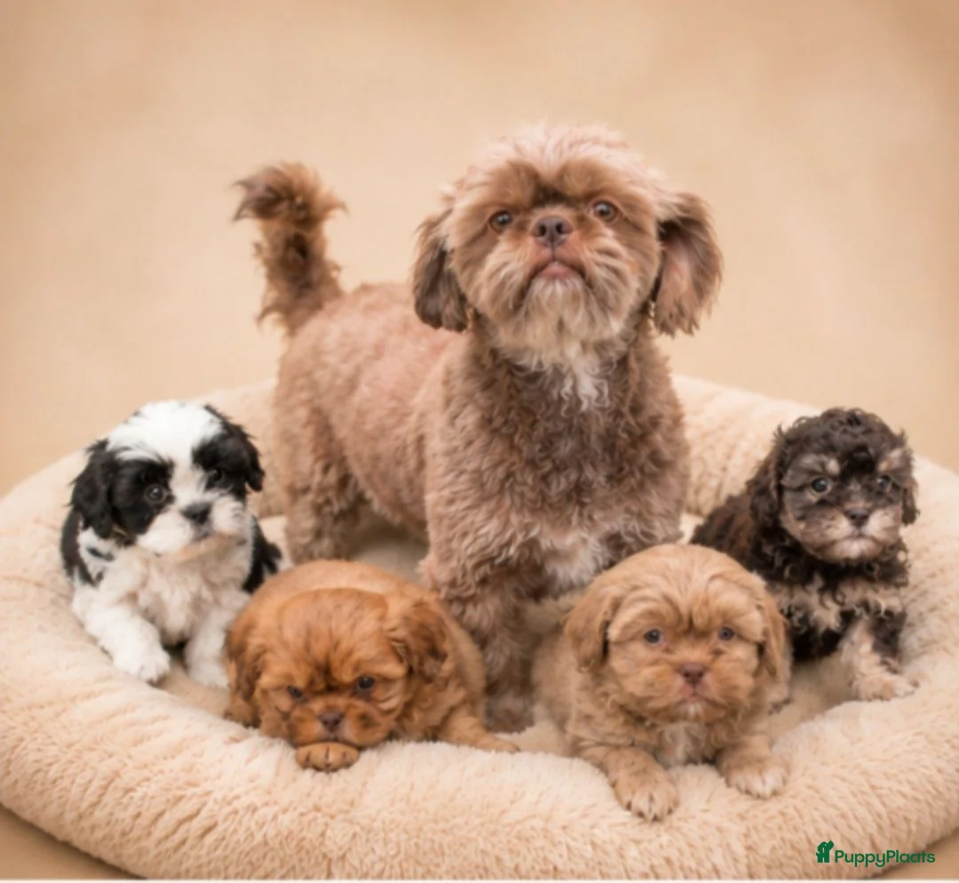 Kruising honden te koop: Prachtige boomer pups. Shih tzu maal maltezer. - Advertentie 1